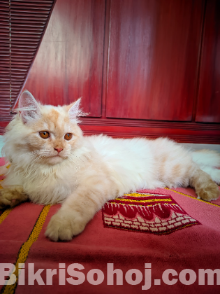 Persian(triple coat)